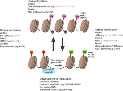 Growth disorders caused by variants in epigenetic regulators: progress and prospects